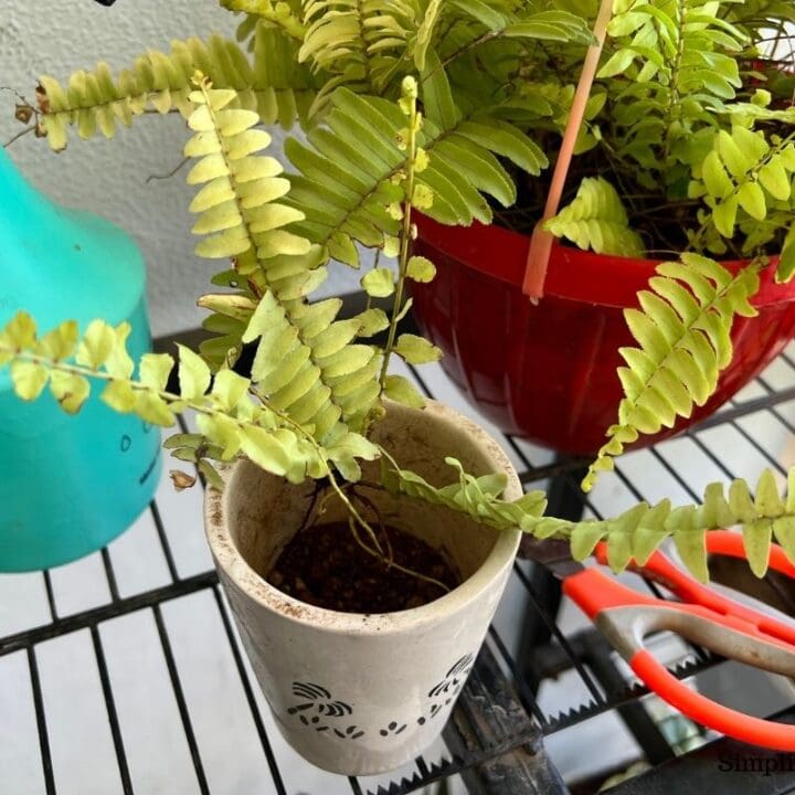 How To Propagate Boston Fern? (3 Methods+StepByStep Guide) Simplify