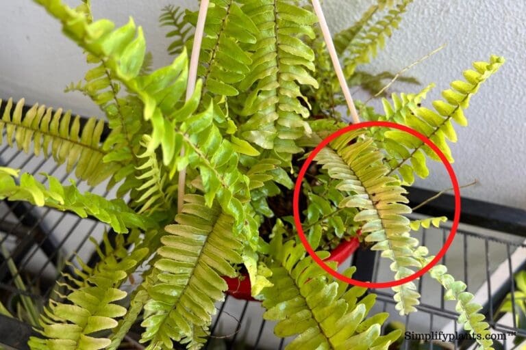 Why Is My Boston Fern Going Brown In The Middle? (Causes+Fix