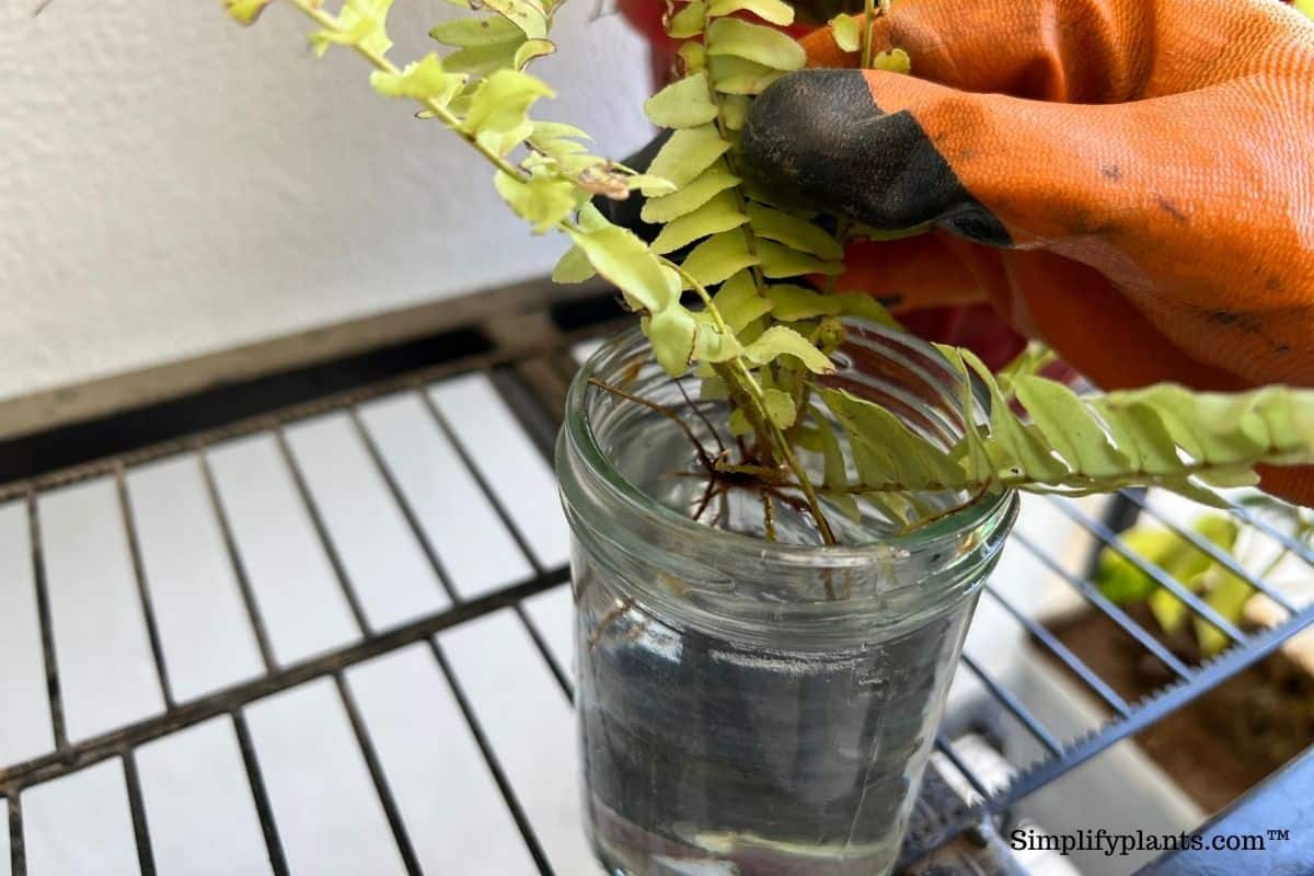 Can Boston Fern Grow In Water? (+How To Grow & Care) » Simplify Plants