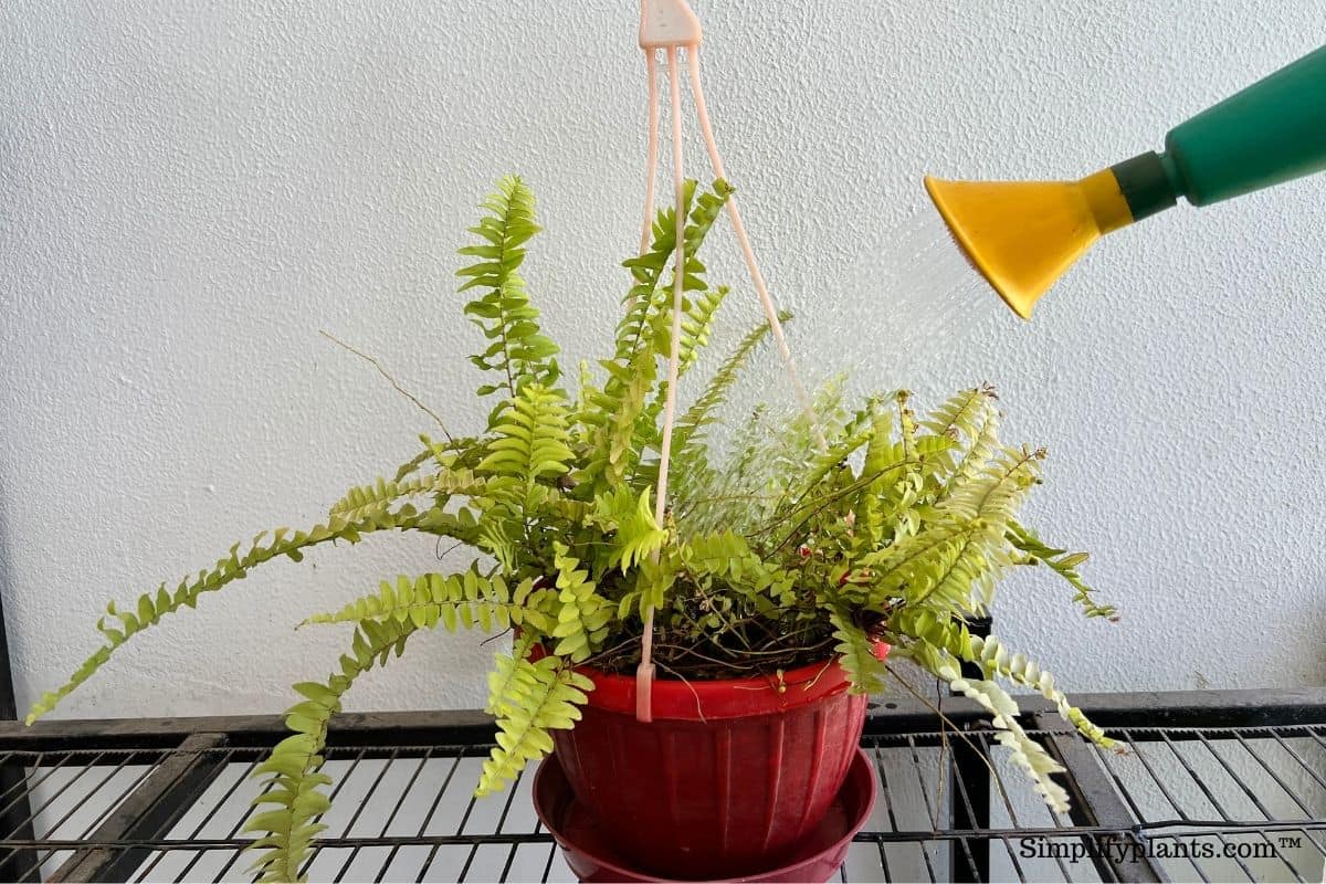 How To Water Boston Fern? (How Often, How Much & More) » Simplify Plants