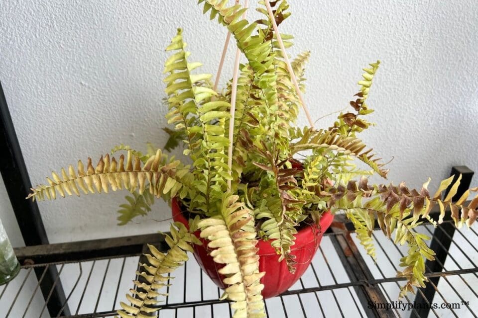 Can Boston Fern Survive Winter Indoors? (+Winter Care & Dormancy