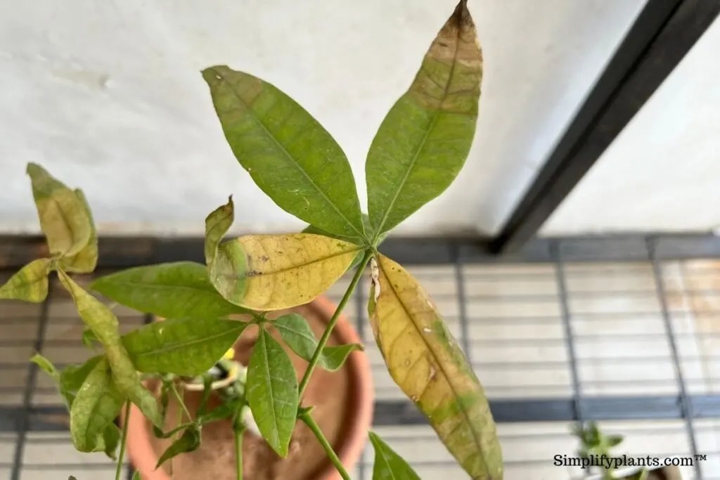 Why Is My Money Tree Leaves Turning Yellow? (Causes+How To Fix