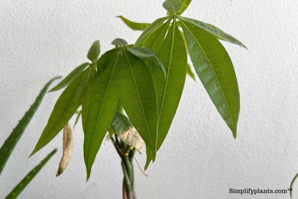 Does Money Tree Need Fertilizer? (How Much, How Often & Best Pick