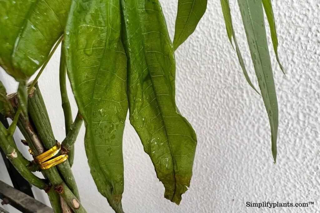 What To Do If I Overwatered My Money Tree? (Problems+How To Fix