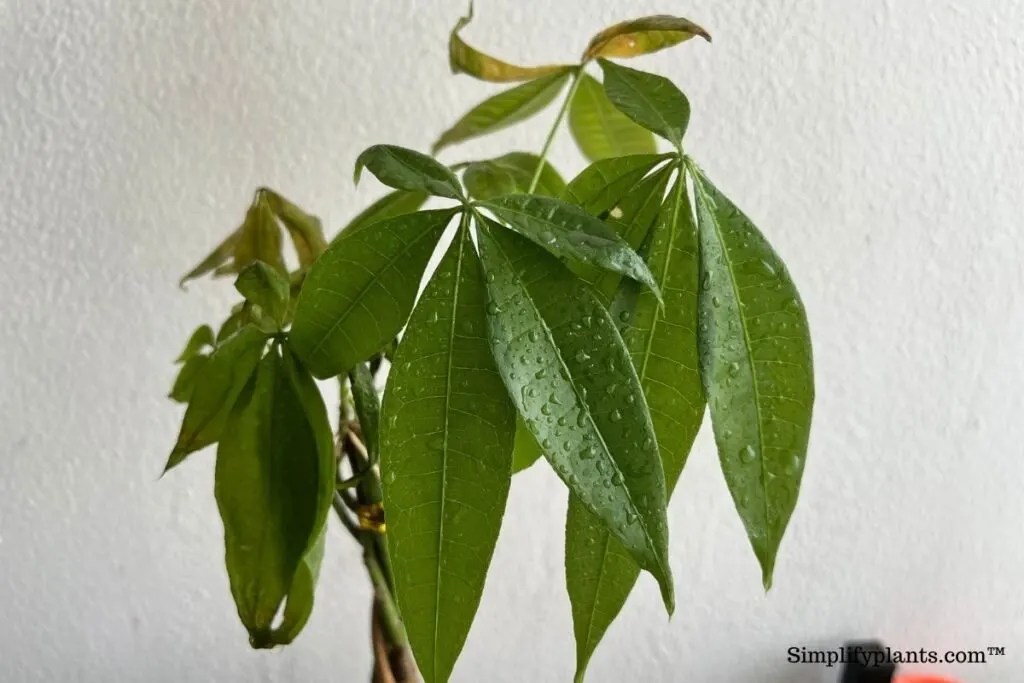 Why Does My Money Tree Have Holes In The Leaves? (Causes+How To Fix