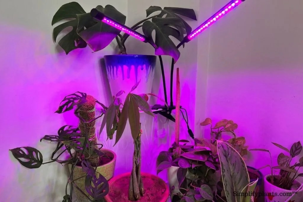 How To Propagate Pachira Money Tree? (Soil+Water Propagation