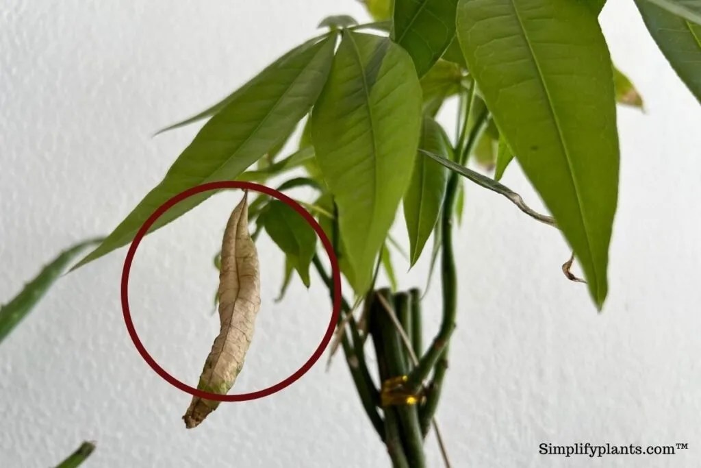 Why Is My Money Tree Dying? (Pachira Aquatica Dying) » Simplify Plants