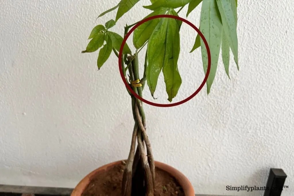 How To Tell If Money Tree Is Dying? (7 Possible Signs) » Simplify Plants