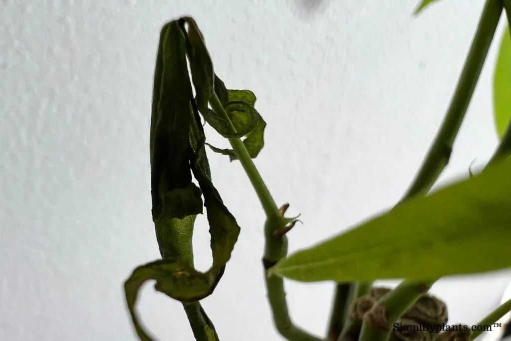 Why Is My Money Tree Dying? (Pachira Aquatica Dying) » Simplify Plants