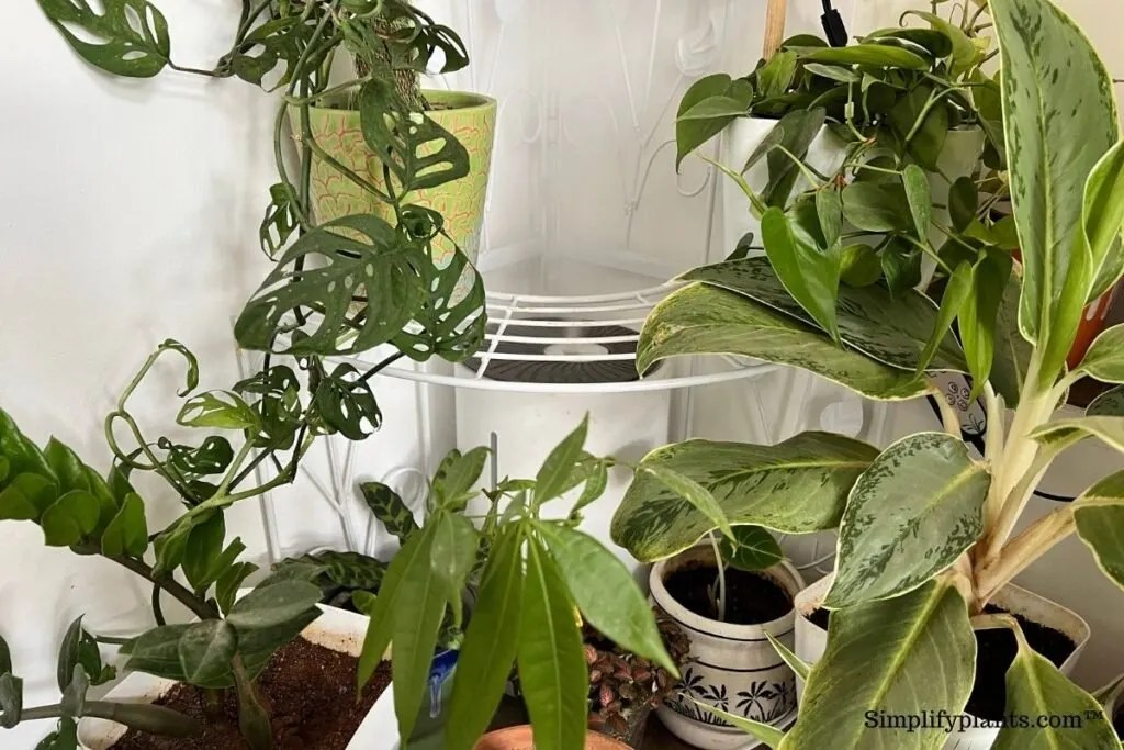 How To Propagate Pachira Money Tree? (Soil+Water Propagation