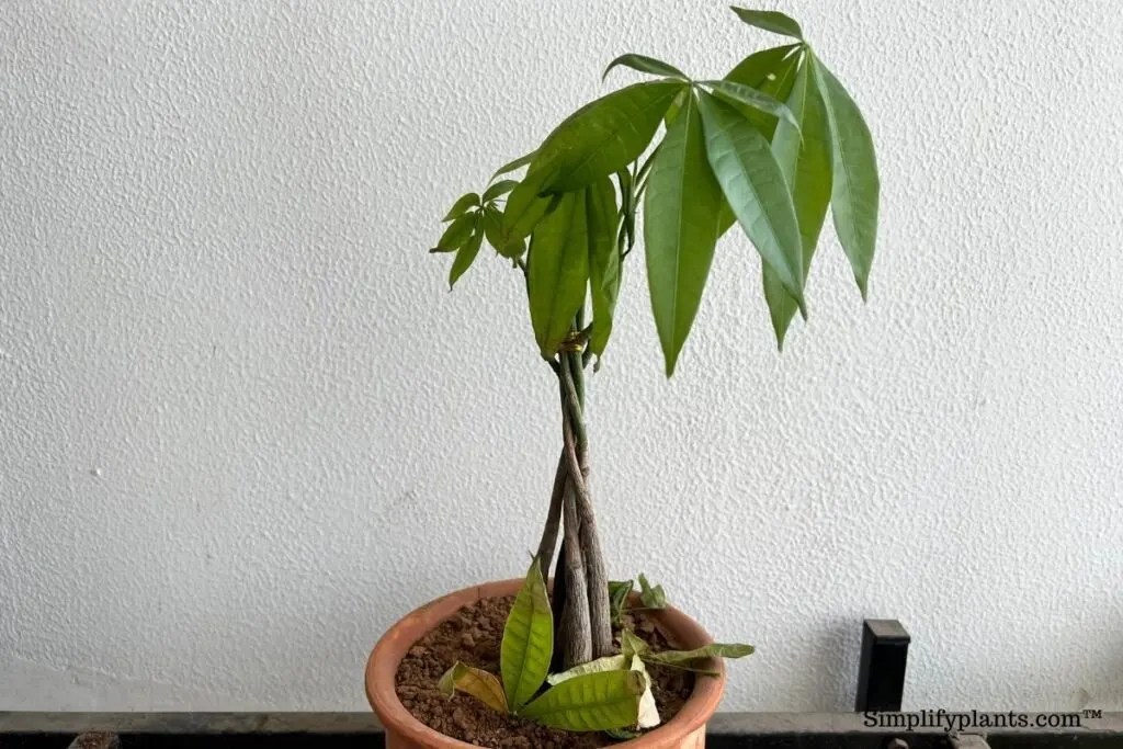 Why Are My Money Tree Leaves Falling Off? (Causes+How To Fix