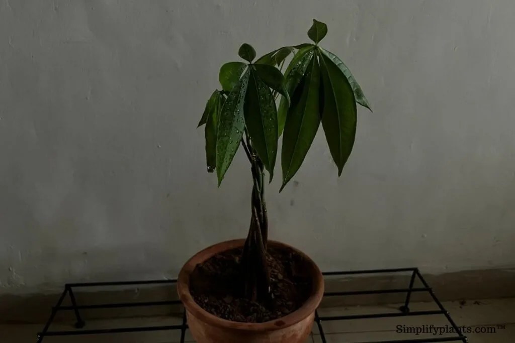Why Are My Money Tree Leaves Falling Off? (Causes+How To Fix
