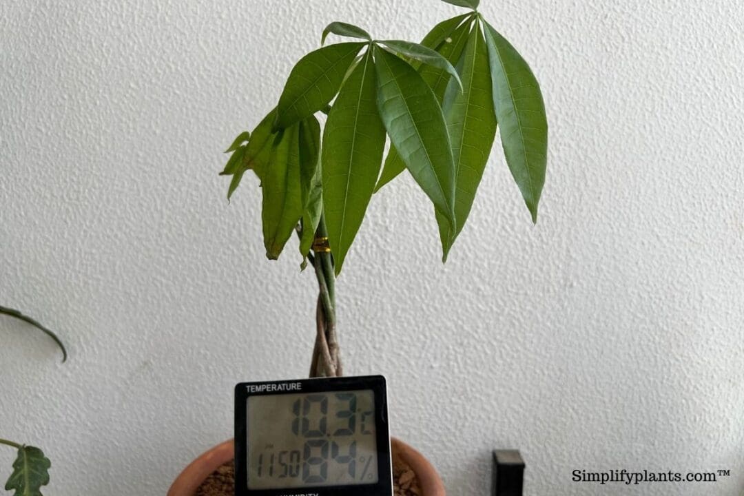 Why Is My Money Tree Trunk Soft? (Causes+How To Fix) » Simplify Plants