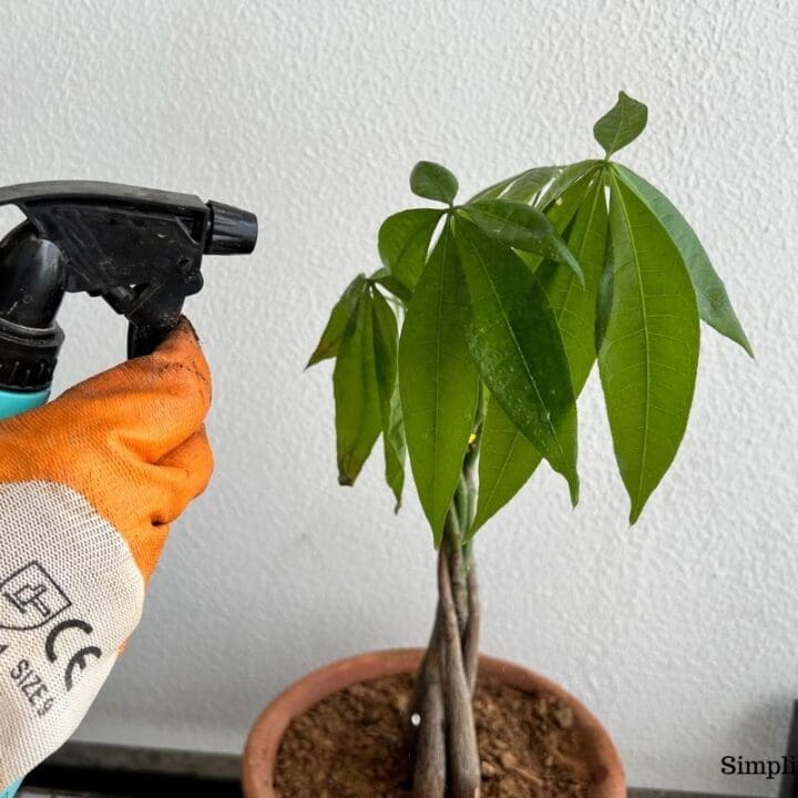 Should You Mist Money Tree? (Why, How Often & More) Simplify Plants