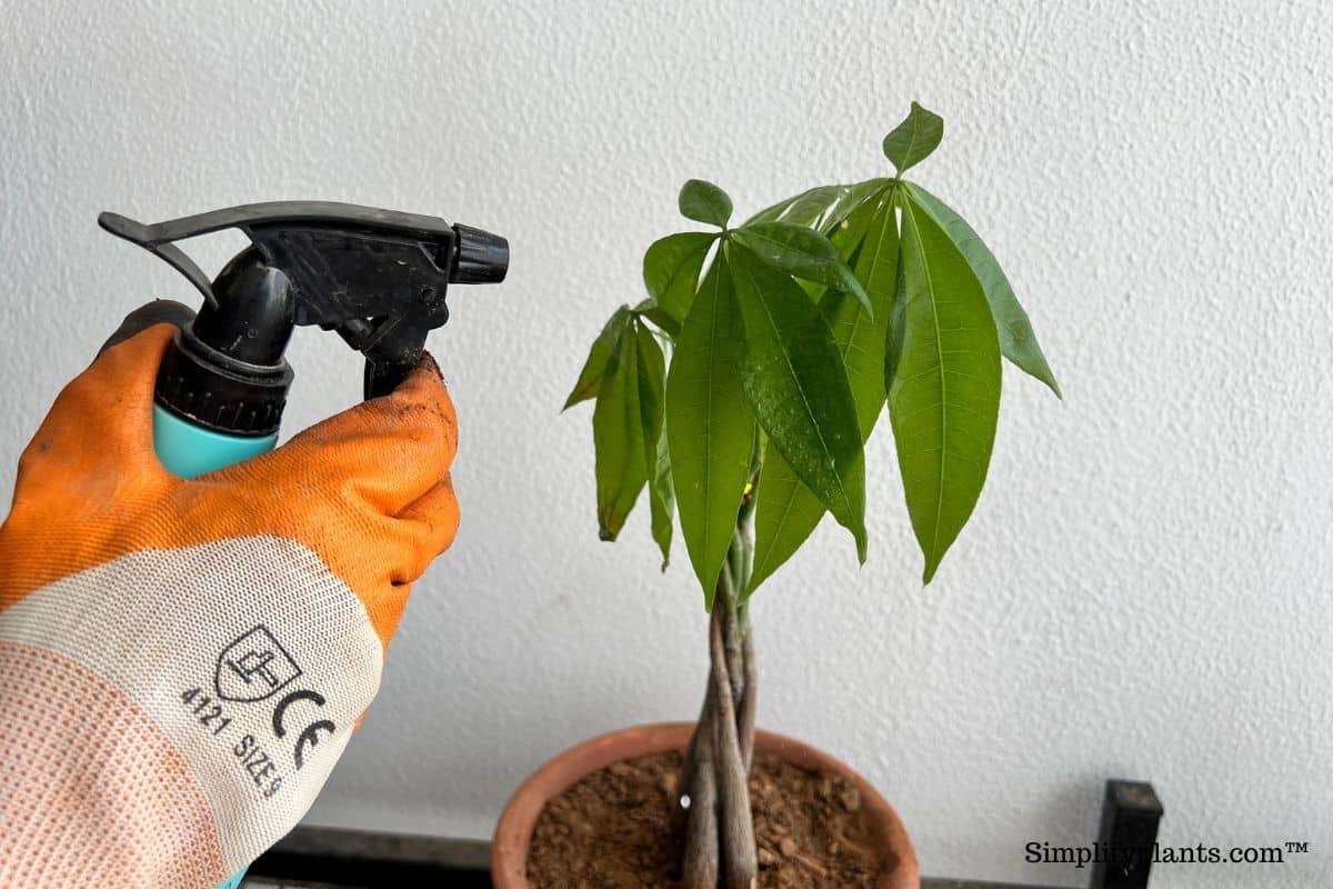 Can Flies Lay Eggs In Your Houseplants? » Simplify Plants