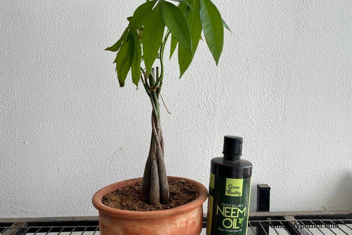 How Do You Revive A Dying Money Tree? (Possible Problems+Solution