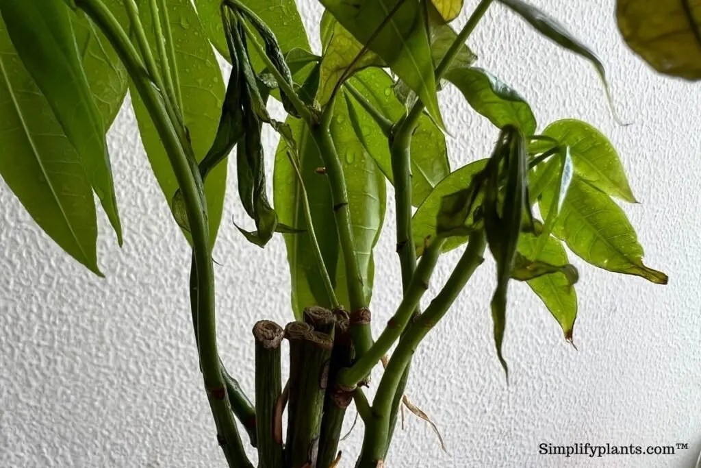 How Do You Revive A Dying Money Tree? (Possible Problems+Solution