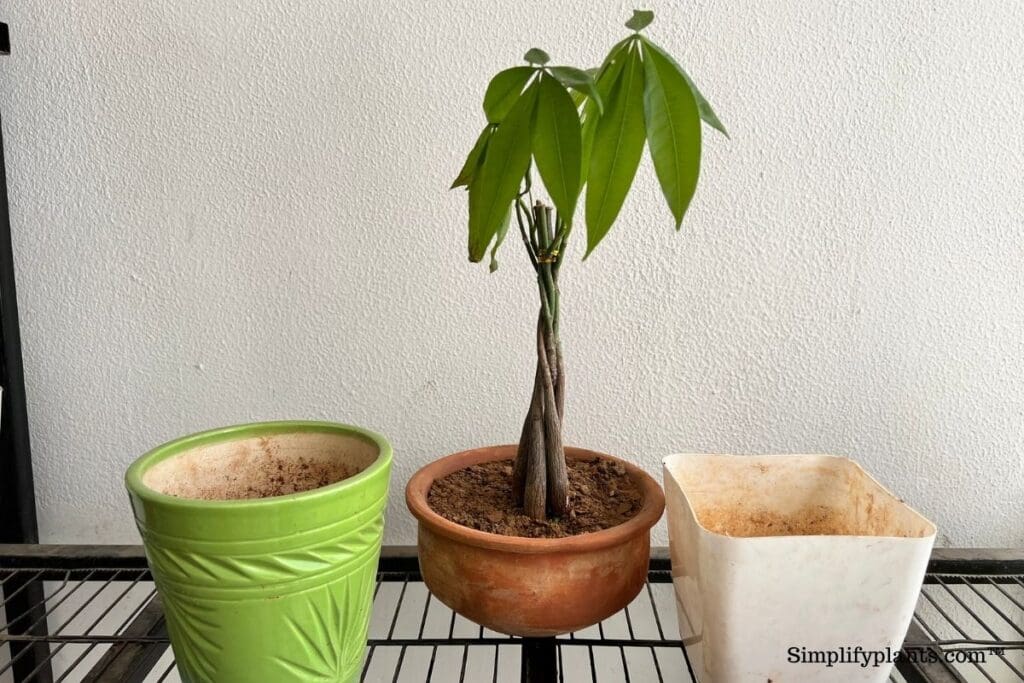 What Kind Of Pot Is Best For A Money Tree? » Simplify Plants