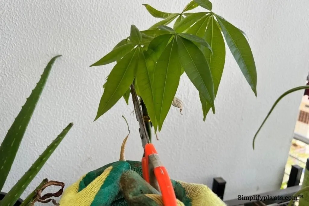 How To Prune A Money Tree? (Why To Prune+Steps) ?? Simplify Plants