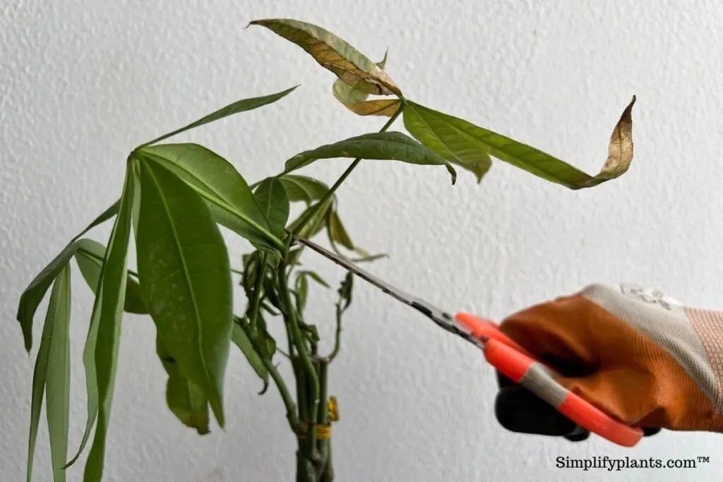 Does A Money Tree Attract Bugs? Bugs+How To Get Rid Of Them