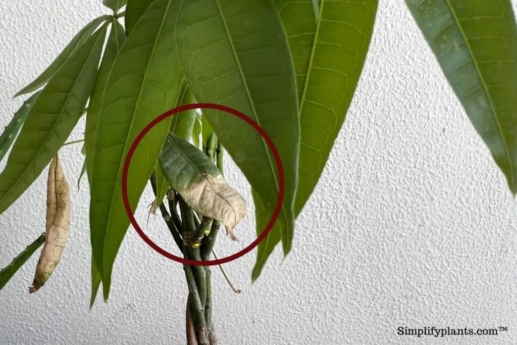 What To Do If I Overwatered My Money Tree? (Problems+How To Fix
