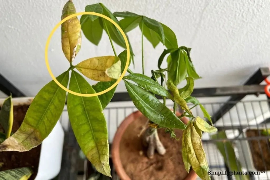 Why Is My Money Tree Leaves Turning Yellow? (Causes+How To Fix