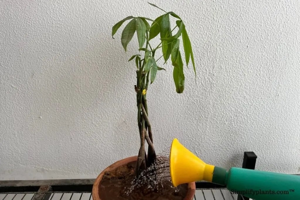 What To Do If I Overwatered My Money Tree? (Problems+How To Fix
