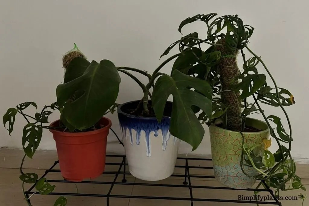 How To Save A Dying Monstera Plant? (Possible Problems+Fix) » Simplify