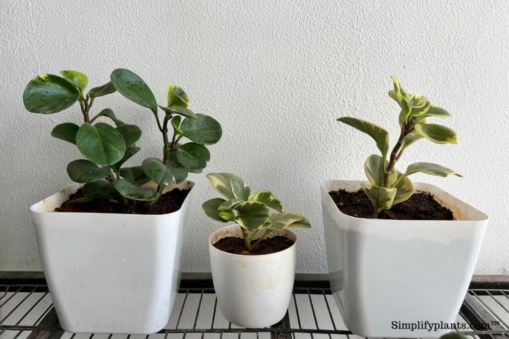 What Kind Of Pot Is Good For Peperomia? (Size, Material & More) » Simplify Plants