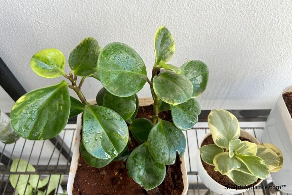 What Kind Of Soil Does Peperomia Need? (+Best Soil Mix) » Simplify Plants