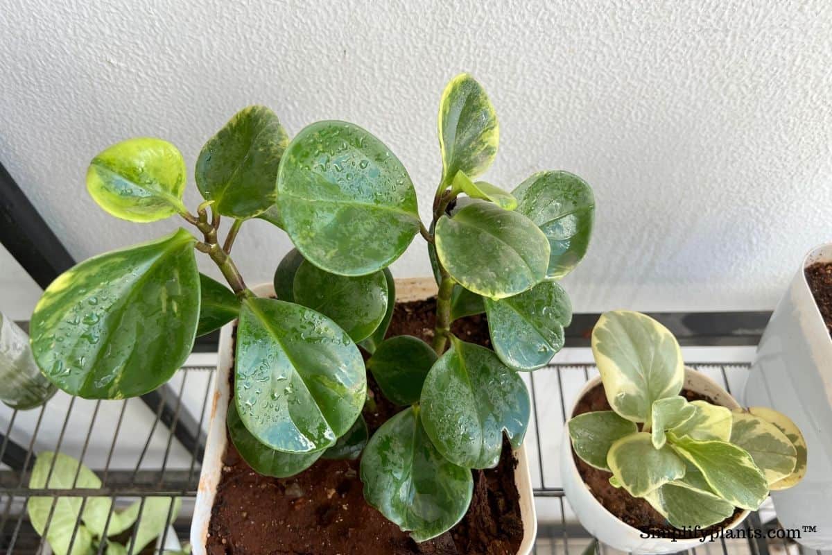 What Kind Of Soil Does Peperomia Need? (+Best Soil Mix) » Simplify Plants