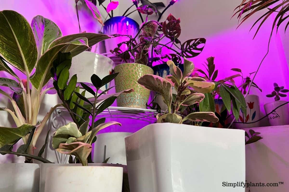 LED Vs. Fluorescent Grow Lights (Pros & Cons+Best Picks) » Simplify Plants