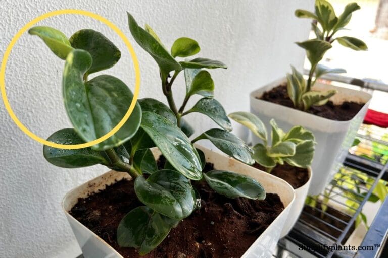 What Kind Of Light Do Peperomia Need? (Peperomia Light Requirements