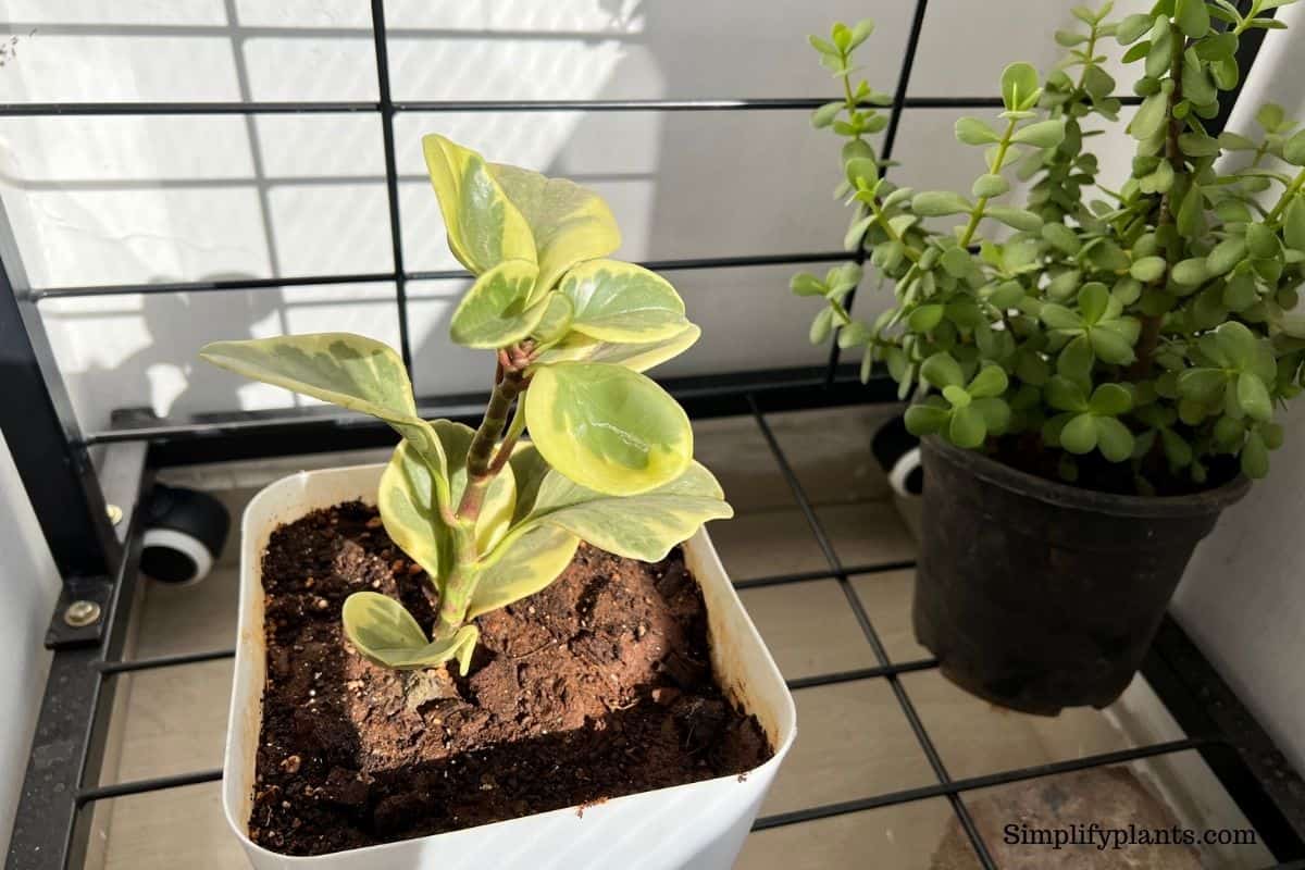 How Much Light Does A Peperomia Plant Need at Luther Obrien blog