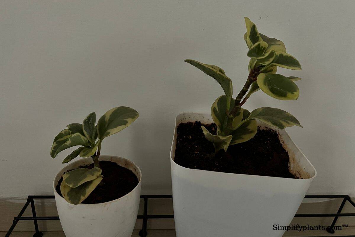 What Kind Of Light Do Peperomia Need? (Peperomia Light Requirements