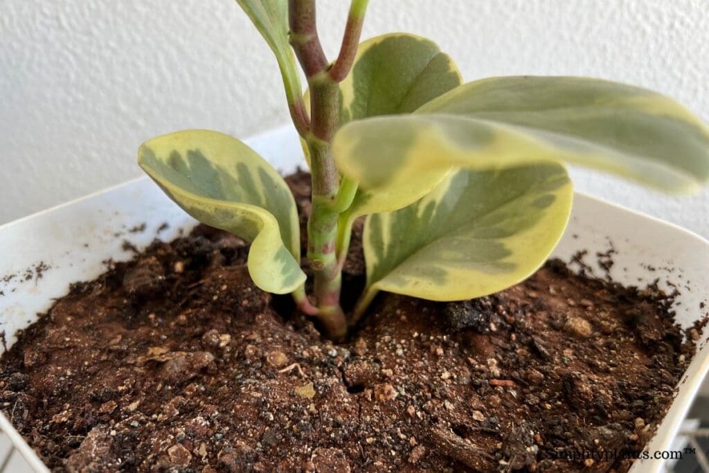 What Kind Of Soil Does Peperomia Need? (+Best Soil Mix) » Simplify Plants