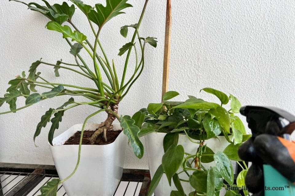 18 Best Indoor Plants For EastFacing Windows (+Care Tips) » Simplify