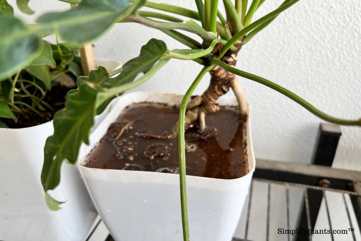 What To Do When You Have Overwatered Your Plant? » Simplify Plants