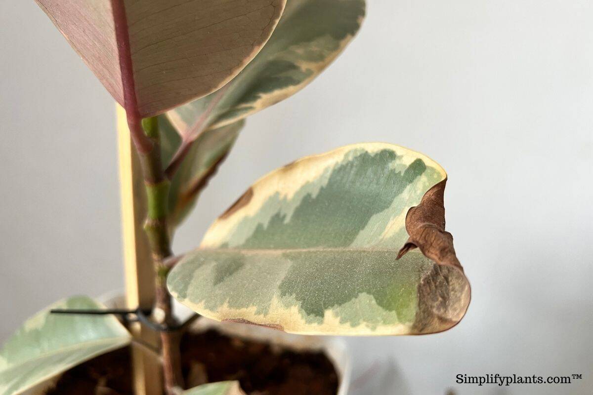 Rubber Plant Leaves Drooping? 12 Causes & Easy Fix! » Simplify Plants
