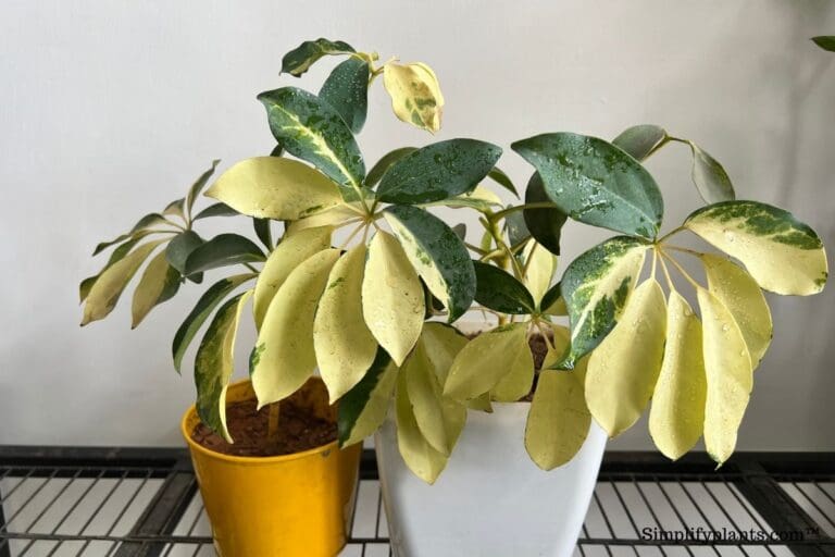 Can I Put My Schefflera Outside? (+How To) » Simplify Plants