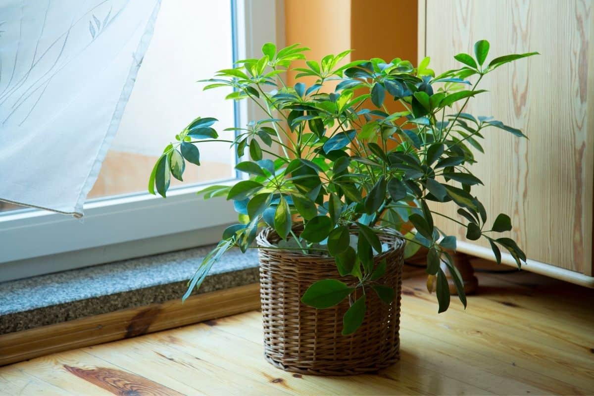 Are Schefflera Plants Poisonous? (Dogs, Cats & Other Animals