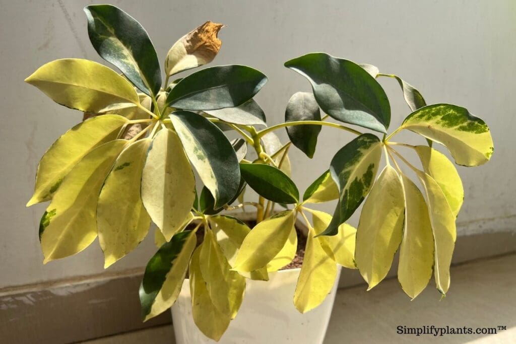 Can Flies Lay Eggs In Your Houseplants? » Simplify Plants