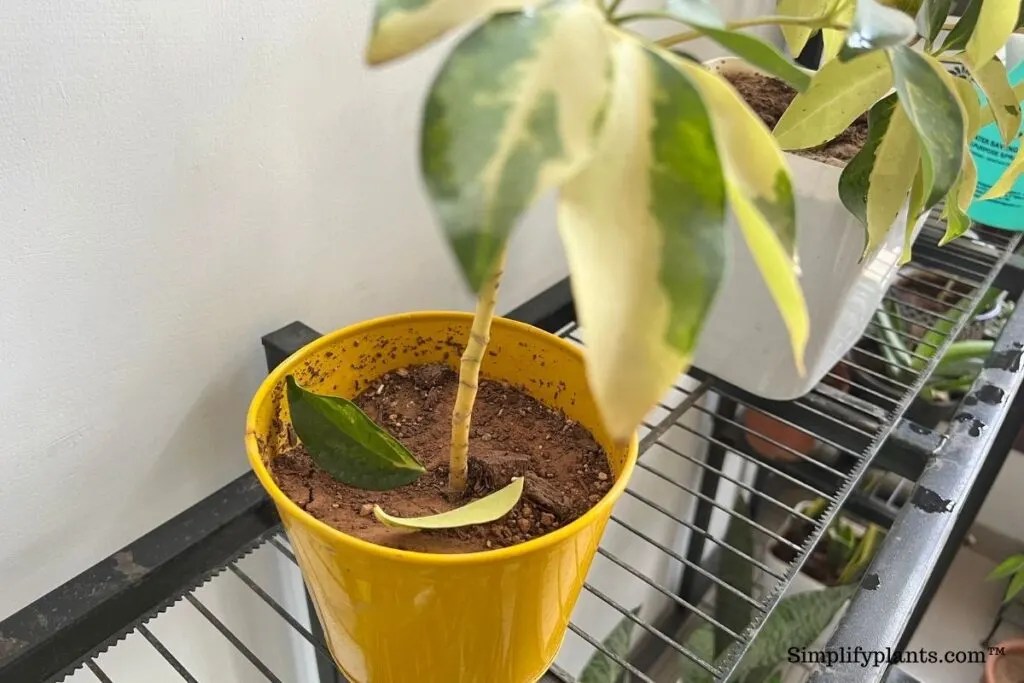 Why Is My Schefflera Losing Leaves? (Causes+Fix) » Simplify Plants
