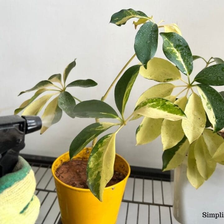 Should I Mist My Schefflera? (+Humidity Requirement Guide) Simplify