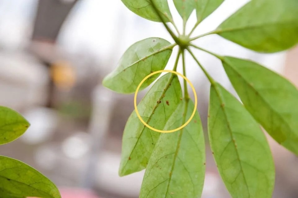 Schefflera Pest Problems Common Pests & Diseases+How To Fix » Simplify