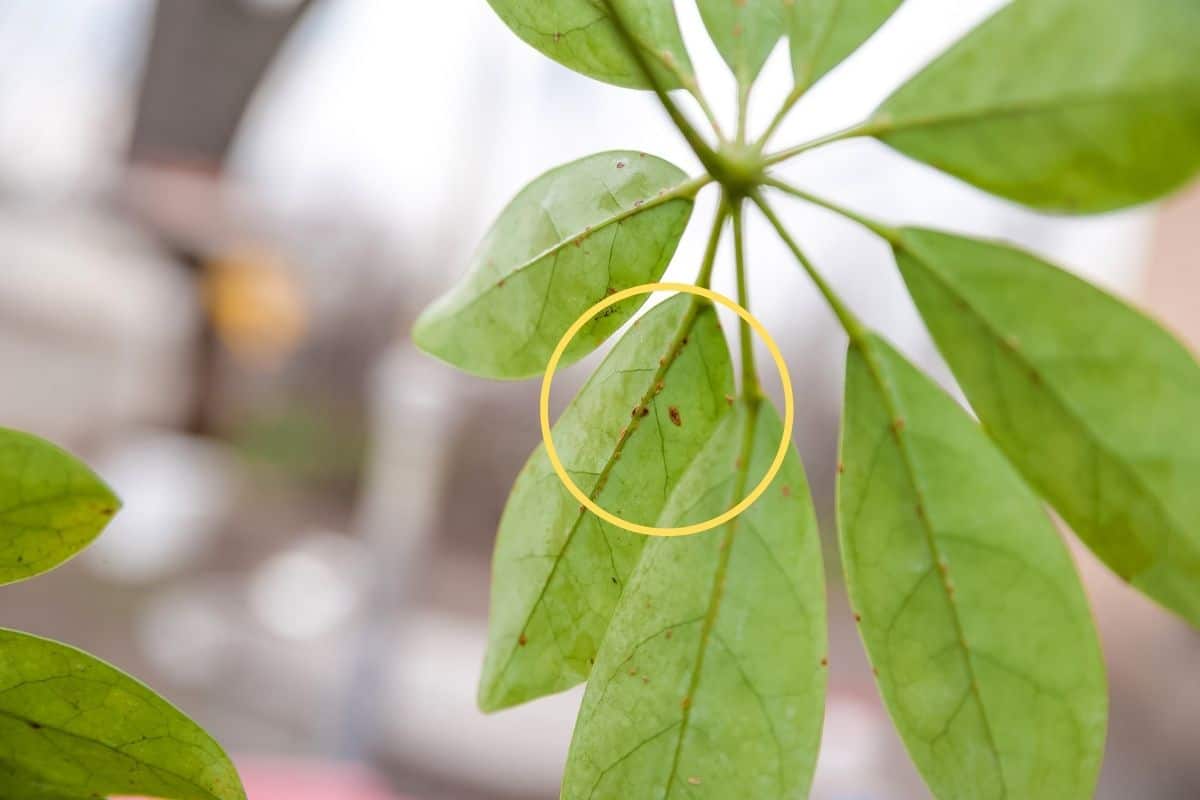 Why Is My Schefflera Sticky? (Causes+Fix) » Simplify Plants