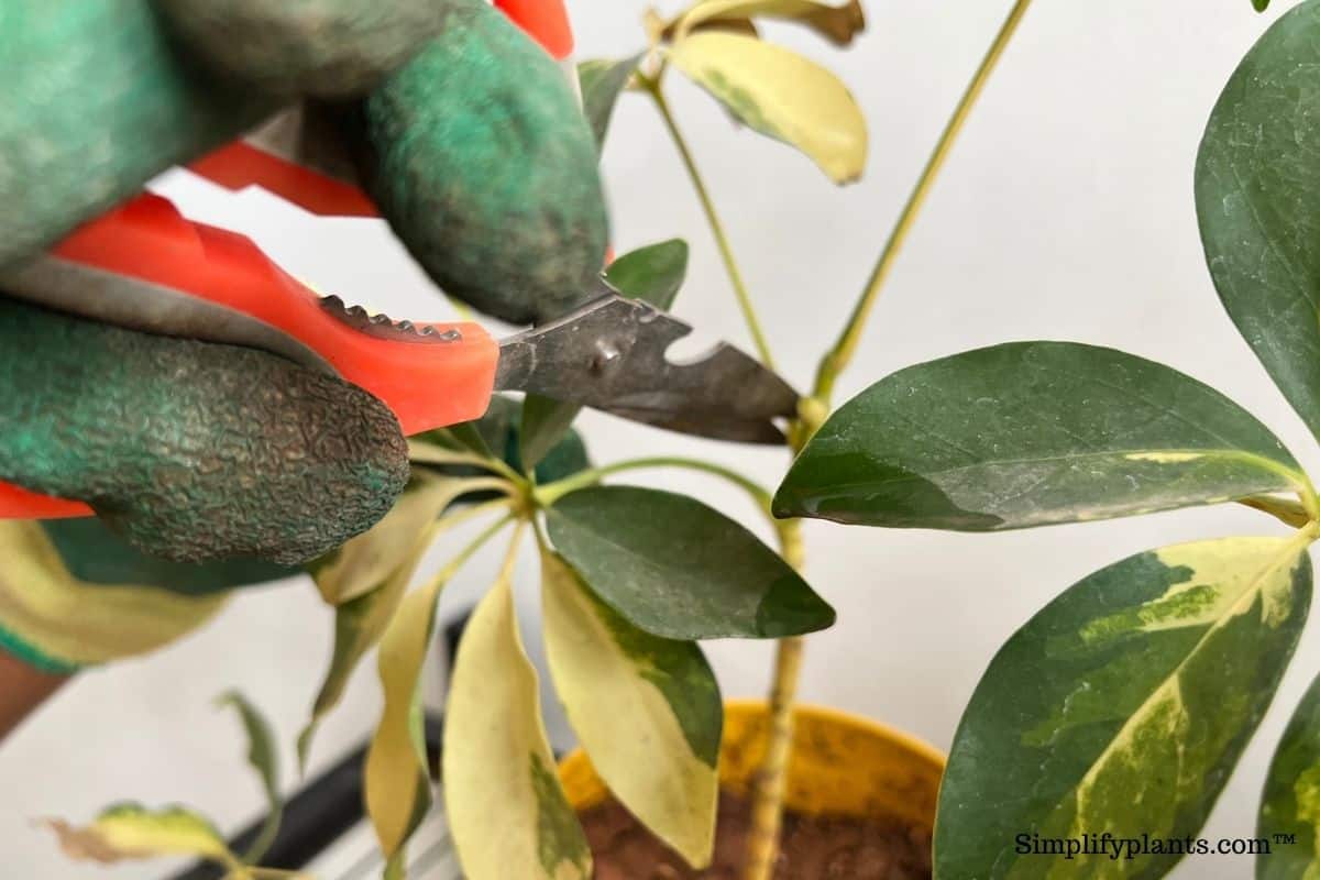 Can I Put My Schefflera Outside? (+How To) » Simplify Plants