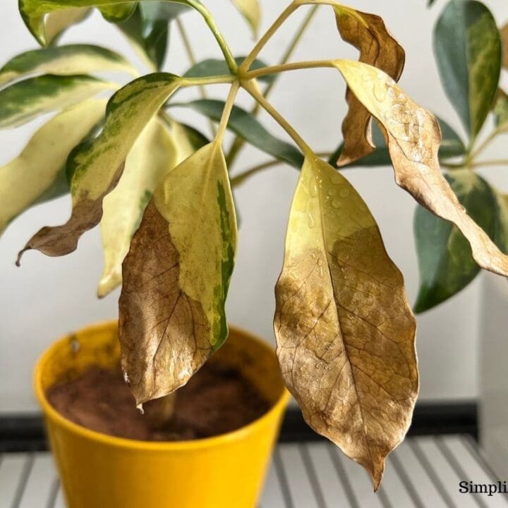 Why Is My Schefflera Turning Brown? (Causes+Fix) Simplify Plants