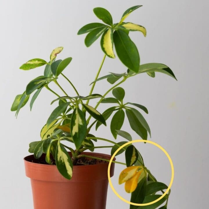 Why Is My Schefflera Turning Yellow? (Causes+How To Fix) Simplify Plants