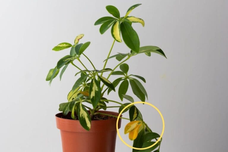 Why Is My Schefflera Turning Yellow? (Causes+How To Fix) » Simplify Plants